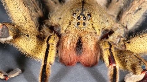 What Happens If A Brazilian Wandering Spider Bites You Brazilian Wandering Spider Facts The