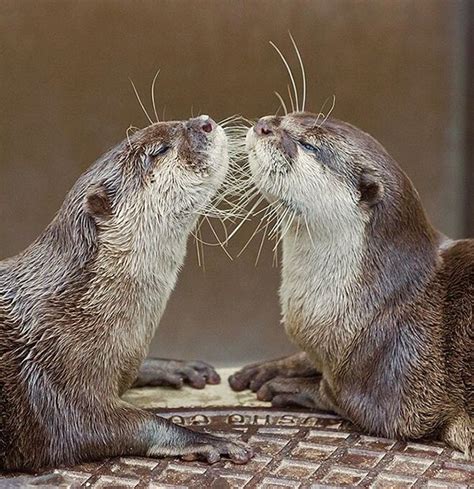 Its Like Otters Are Looking In The Mirror — The Daily Otter Otters