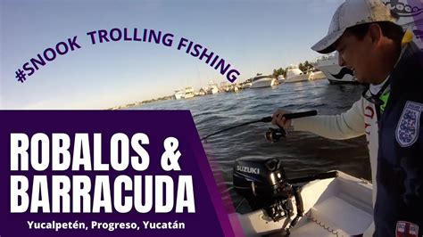 Pesca De Robalos Y Barracudas En YucatÁnmx Barracuda Snook