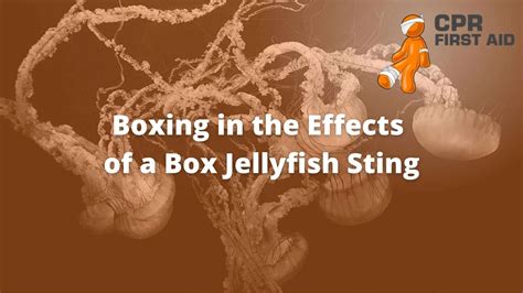 Boxing In The Effects Of A Box Jellyfish Sting Cpr First Aid