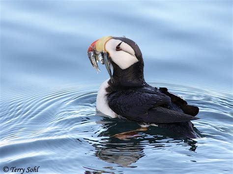 Horned Puffin Information And Photos