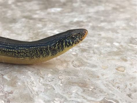 That's all you really need to know. Glass/legless lizard | Reptiles Amino