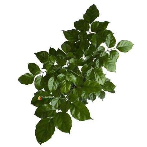 Radermachera China Doll Plant Thebaghstore All Indoor Plants