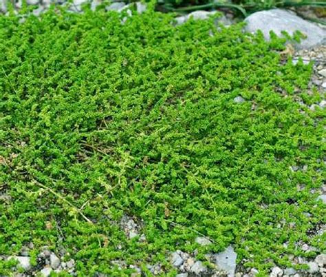 Green Carpet Rupturewort Herniaria Glabra Seeds