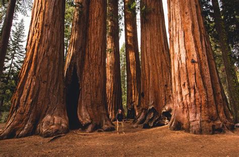 Sequoia National Park Official Ganp Park Page