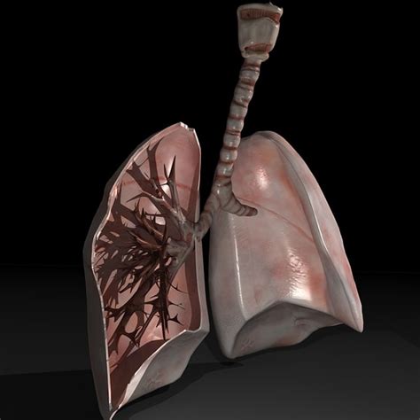 3d Model Of Lungs