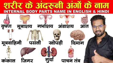 Internal Body Parts Name With Picture In English And Hindi Sharir Ke