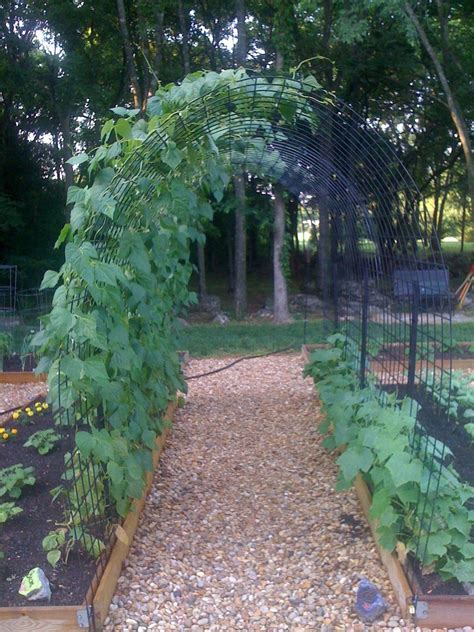 Best Easy Low Budget Diy Squash Arch Ideas For Garden 16 Vege