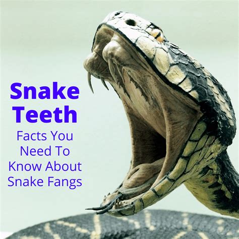 Snake Teeth Facts You Need To Know About Snake Fangs