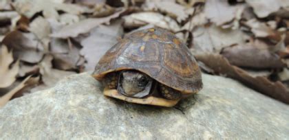 Heavier adults are best given a im pretty sure i have a pair of common musk turtles, i recently bought them from a pet shop, but there were no identifying tags or. Tips for Helping Turtles | The Wildlife Center of Virginia
