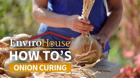 Curing Onions Envirohouse How To Youtube