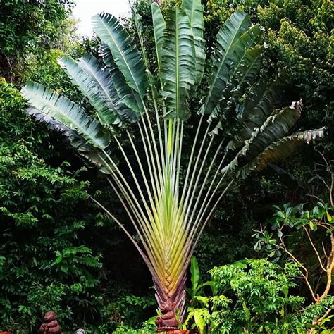 Travellers Palm Nature Nursery Central Indias Biggest Nursery In