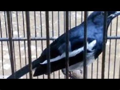 Perbedaan jantan dan betina burung branjangan lokal indonesia. Ciri Ciri Burung Kacer Kalimantan Dan Harga Burung Kacer ...