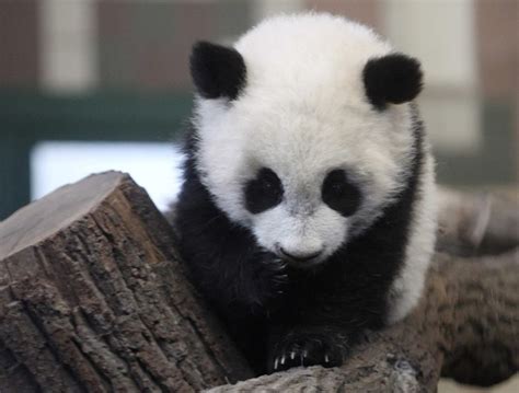 Five Month Old Giant Panda Cub Fu Hu ~ Animal Myfriend