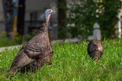 how long do wild turkeys live for everything you need to know