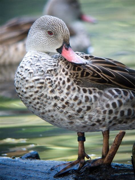 Cape Teal Duck If Image Doesnt Show Up And You Really Want To See It