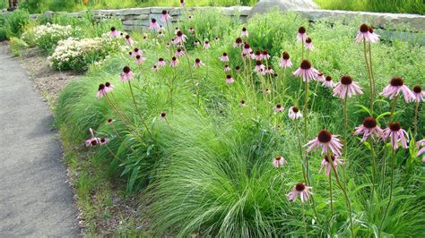 Consider these varieties of both before doing your next landscaping makeover. Love the prairie dropseed interspersed with the purple ...