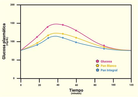 Índice Glucémico Metabolismo Y Control De La Glucemia FisiologÍa