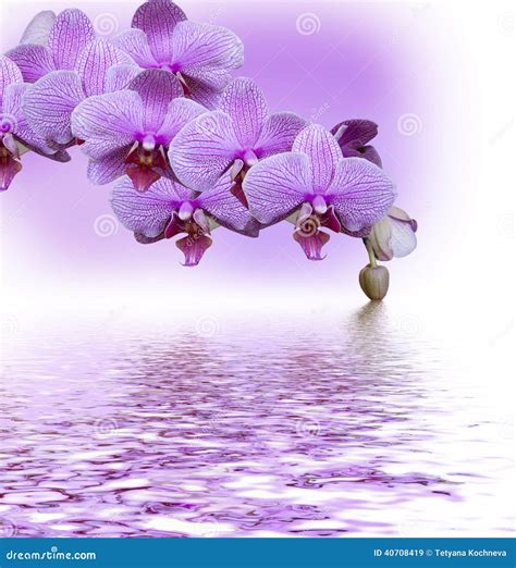 Beautiful Lilac Orchid Stock Image Image Of Closeup 40708419