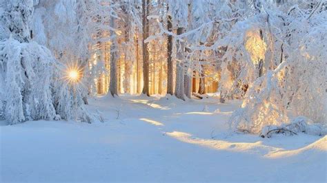 Sunrise Winter Nature Forest Snow Landscape Trees Sun Rays