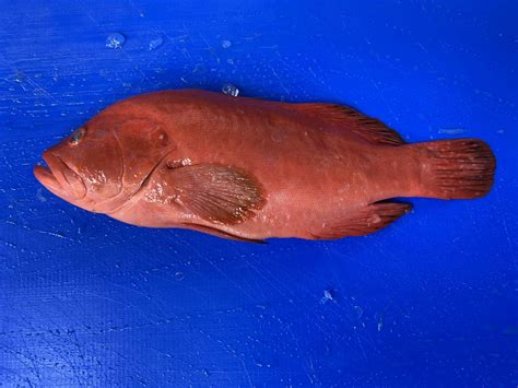 Red Butter Fish Aandm Seafood Uk