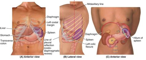 The brain immediately identifies the location and magnitude of this pain. Human Anatomy Spleen . Human Anatomy Spleen Spleen And ...