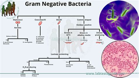Gram Negative Bacteria Characteristics Classification Pathogenicity