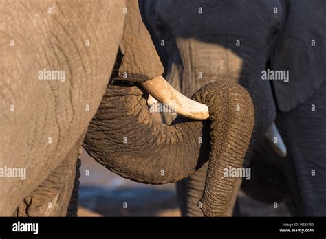 Close Up And Portrait Of A Huge African Elephant With Proboscis Lying