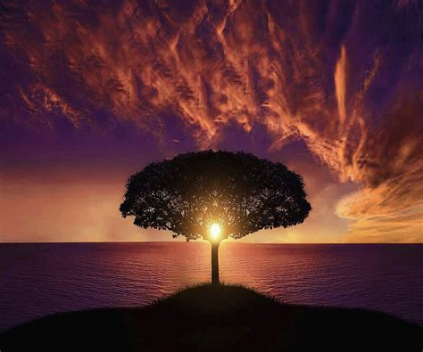 Tree Sunset Drawing By Hassan Altamimi Pixels