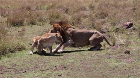 Lions Mating Youtube