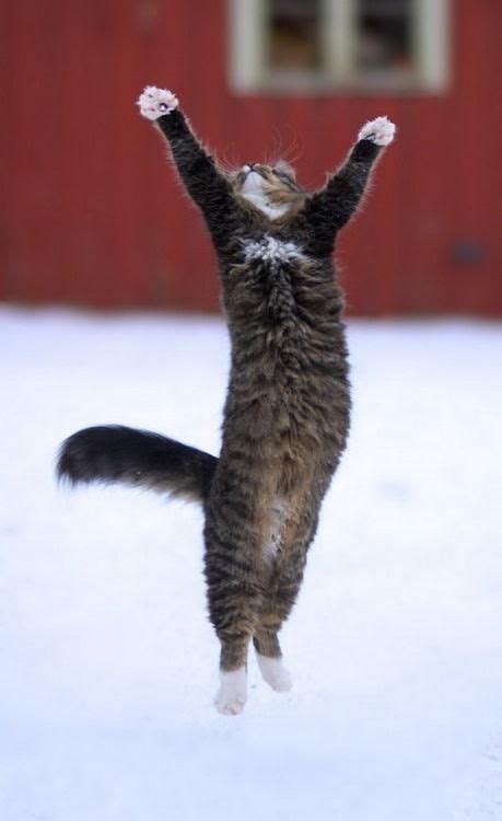 Come On Cute Cats Cats Jumping Cat