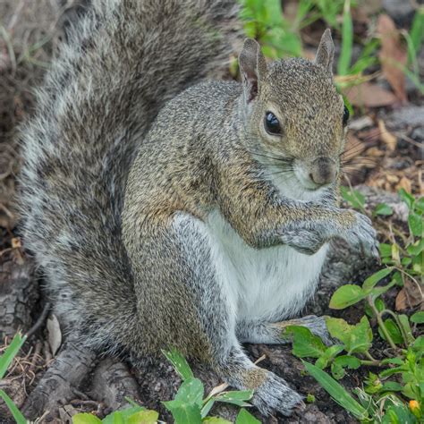 By mychelle blake behavior consultant. Can you tell me what kind of squirrel this is? Photo taken ...