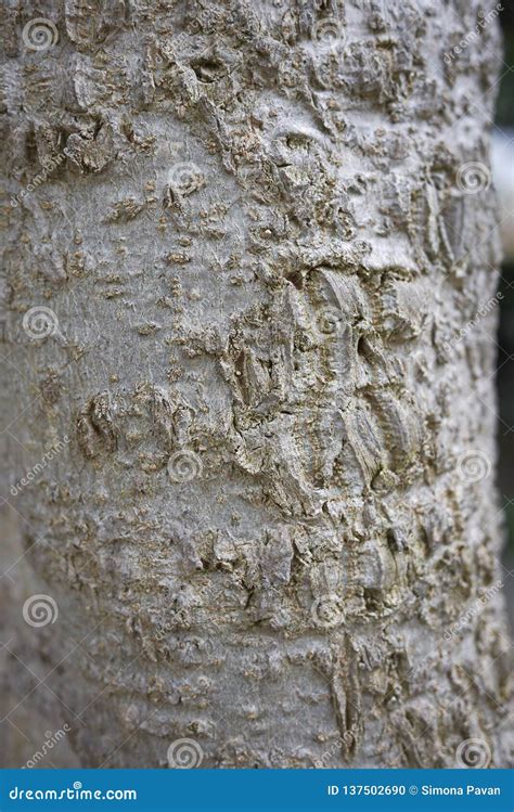 Moringa Oleifera Bark Close Up Stock Photo Image Of Brown Natural