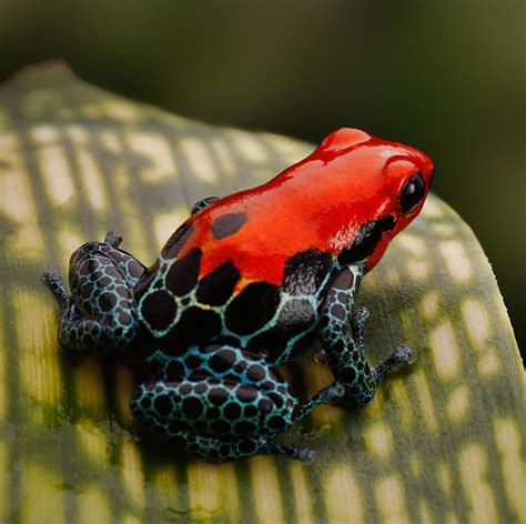 Red Poison Dart Frog Photograph By Dirk Ercken
