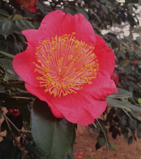 Camellias Are Wonderful For Winter Flowers