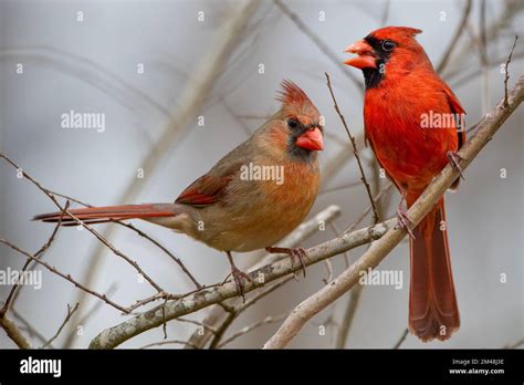 Male And Female Northern Cardinals Perched On Bare Branches Of Crepe