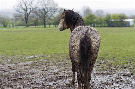 How To Identify 8 Common Equine Skin Diseases