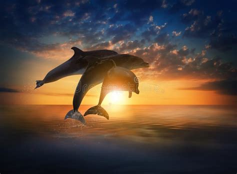 Beautiful Bottlenose Dolphins Jumping Out Of Sea At Sunset Stock