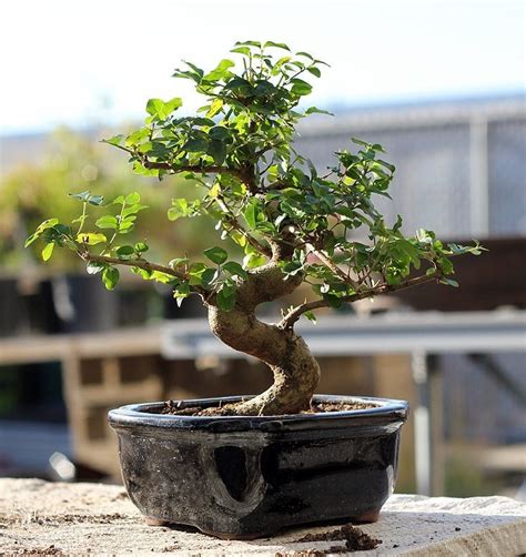 Where to Find the Best Bonsai Trees for Sale in the USA - Petal Republic