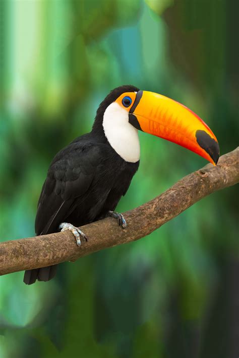 Travel Through The Amazon Jungle And Witness The Majestic Toucan