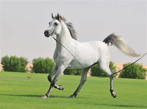 Get to know these animals better with these 10 fun facts about hor. These 30 Arabian Horses Are Ready to Win over Your Heart ...