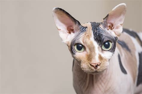 How To Care For A Sphynx Cat Caring Pets