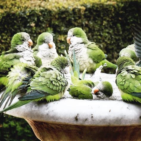 Cool Parakeets Chirping 10 Hours Exceptional Pet Birds Pretty