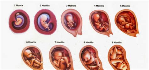 Stages Of Fetal Development Science Online