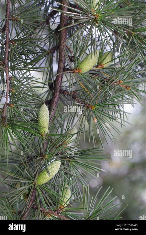 Branches With Cones Of Cedrus Deodara Deodar Cedar Or Himalayan Cedar