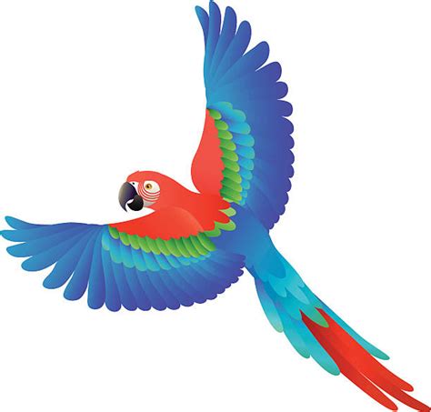 Parrot Illustrations Royalty Free Vector Graphics And Clip Art Istock