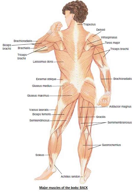 The main risk factors for their development are female sex, multiple pregnancies, portal hypertension, and pancreatitis or pancreatic pseudocyst formation. The Human Body: MAJOR MUSCLES OF THE TRUNK