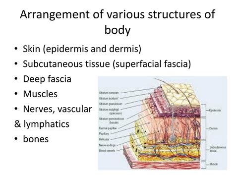Solution Lecture 2 Skin Subcutaneous Tissue Studypool