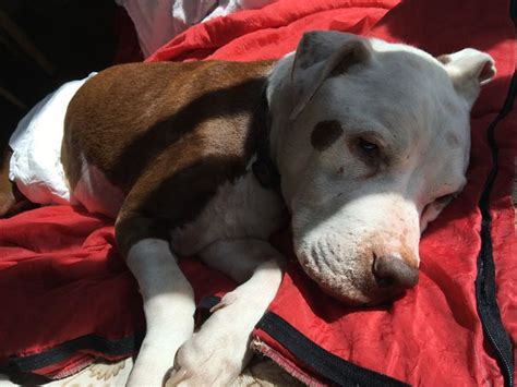 Learn how to handle your dog's body and make arrangements for the remains. How to Comfort a Dying Dog (with Pictures) - wikiHow