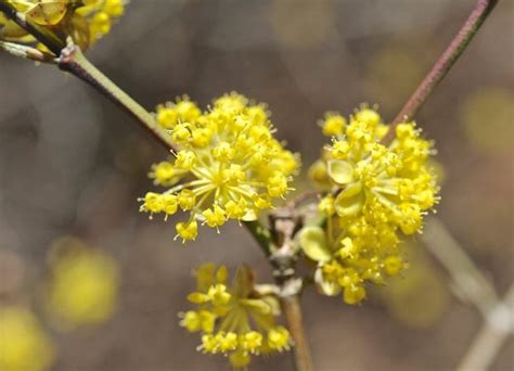 Little flowers yellow flowers colorful flowers spring flowers small front gardens garden compost gardening tree identification large plants. beating forsythia to spring's flowering-shrub punch: a ...